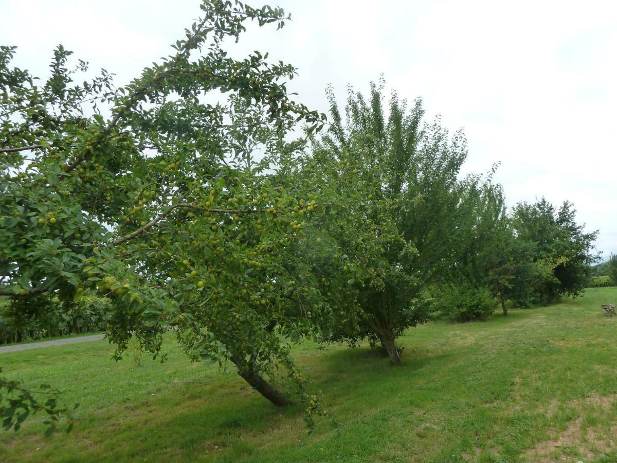 Gite Cosy Grand Confort Dans Un Ecrin De Verdure Agudelle Dış mekan fotoğraf